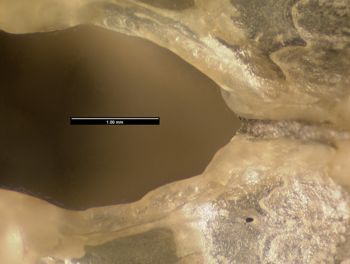 Media type: image;   Herpetology R-131825
